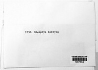 Stemphylium botryosum image